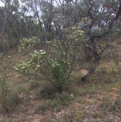 Cassinia longifolia (Shiny Cassinia, Cauliflower Bush) at Burra, NSW - 10 Feb 2018 by alex_watt