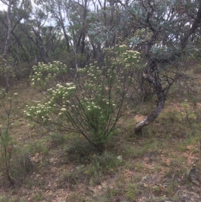 Cassinia longifolia (Shiny Cassinia, Cauliflower Bush) at Burra, NSW - 10 Feb 2018 by alexwatt