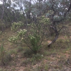 Cassinia longifolia (Shiny Cassinia, Cauliflower Bush) at Burra, NSW - 10 Feb 2018 by alex_watt