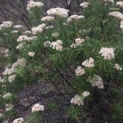 Cassinia longifolia at Burra, NSW - 10 Feb 2018