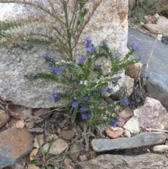 Echium vulgare (Vipers Bugloss) at Googong Foreshore - 10 Feb 2018 by alex_watt