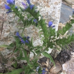 Echium vulgare at Burra, NSW - 10 Feb 2018 05:00 PM