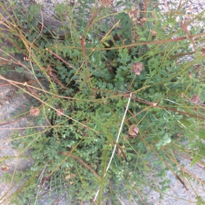 Sanguisorba minor (Salad Burnet, Sheep's Burnet) at Googong Foreshore - 10 Feb 2018 by alex_watt