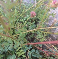 Sanguisorba minor at Burra, NSW - 10 Feb 2018