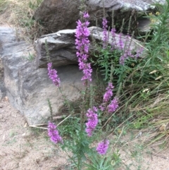 Lythrum salicaria (Purple Loosestrife) at QPRC LGA - 10 Feb 2018 by alex_watt