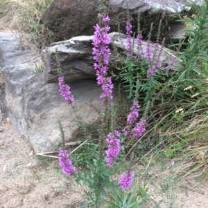 Lythrum salicaria at Burra, NSW - 10 Feb 2018