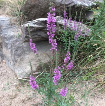 Lythrum salicaria (Purple Loosestrife) at Burra, NSW - 10 Feb 2018 by alexwatt