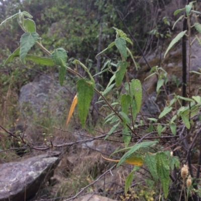 Gynatrix pulchella (Hemp Bush) at QPRC LGA - 10 Feb 2018 by alex_watt