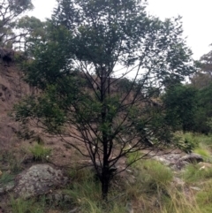 Acacia sp. (A Wattle) at Googong Foreshore - 10 Feb 2018 by alex_watt