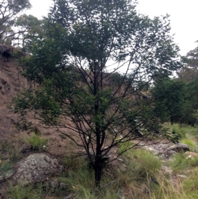 Acacia sp. (A Wattle) at Burra, NSW - 10 Feb 2018 by alexwatt