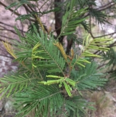 Acacia sp. at Burra, NSW - 10 Feb 2018 06:14 PM