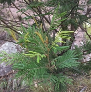 Acacia sp. at Burra, NSW - 10 Feb 2018