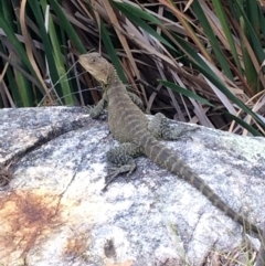 Intellagama lesueurii howittii (Gippsland Water Dragon) at Burra, NSW - 10 Feb 2018 by alexwatt