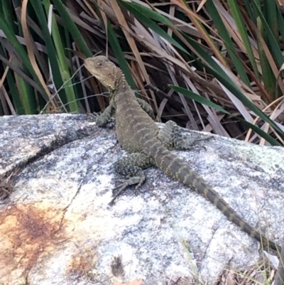 Intellagama lesueurii howittii (Gippsland Water Dragon) at Burra, NSW - 10 Feb 2018 by alex_watt