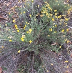 Chrysocephalum semipapposum (Clustered Everlasting) at Burra, NSW - 10 Feb 2018 by alex_watt