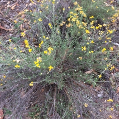 Chrysocephalum semipapposum (Clustered Everlasting) at Burra, NSW - 10 Feb 2018 by alexwatt