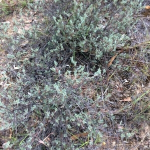 Hibbertia obtusifolia at Burra, NSW - 10 Feb 2018