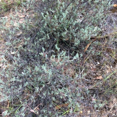 Hibbertia obtusifolia (Grey Guinea-flower) at Googong Foreshore - 10 Feb 2018 by alex_watt