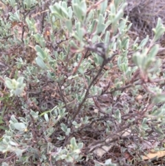 Hibbertia obtusifolia at Burra, NSW - 10 Feb 2018