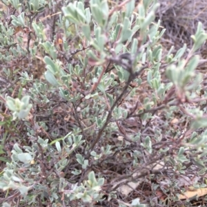Hibbertia obtusifolia at Burra, NSW - 10 Feb 2018