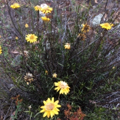 Xerochrysum viscosum (Sticky Everlasting) at QPRC LGA - 10 Feb 2018 by alex_watt