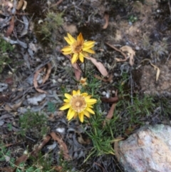 Xerochrysum viscosum at Googong Foreshore - 10 Feb 2018 06:24 PM