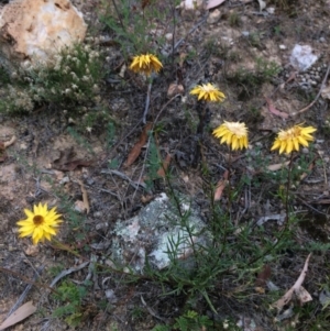 Xerochrysum viscosum at Googong Foreshore - 10 Feb 2018 06:24 PM