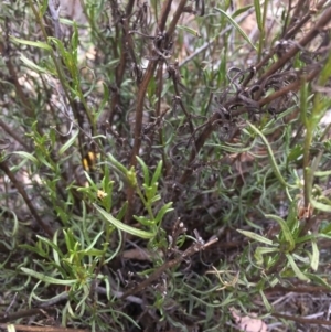 Xerochrysum viscosum at Googong Foreshore - 10 Feb 2018 06:24 PM