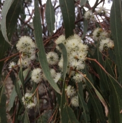 Eucalyptus bridgesiana (Apple Box) at Burra, NSW - 10 Feb 2018 by alexwatt