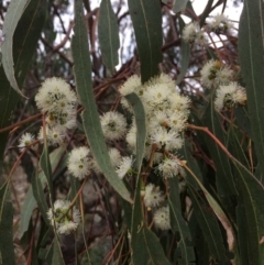 Eucalyptus bridgesiana (Apple Box) at Googong Foreshore - 10 Feb 2018 by alexwatt