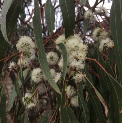 Eucalyptus bridgesiana (Apple Box) at Googong Foreshore - 10 Feb 2018 by alexwatt