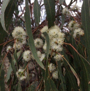 Eucalyptus bridgesiana at Burra, NSW - 10 Feb 2018