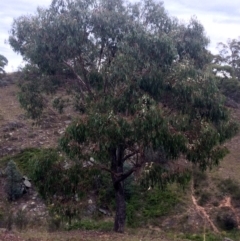 Eucalyptus bridgesiana at Googong Foreshore - 10 Feb 2018 06:26 PM