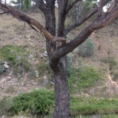 Eucalyptus bridgesiana at Googong Foreshore - 10 Feb 2018 06:26 PM