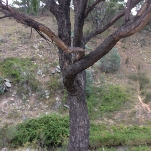 Eucalyptus bridgesiana at Googong Foreshore - 10 Feb 2018 06:26 PM