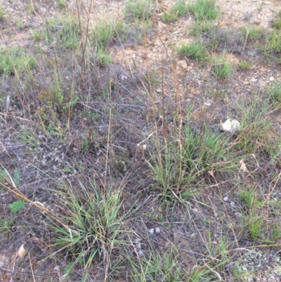 Themeda triandra (Kangaroo Grass) at QPRC LGA - 10 Feb 2018 by alex_watt