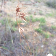 Themeda triandra at Googong Foreshore - 10 Feb 2018 06:33 PM