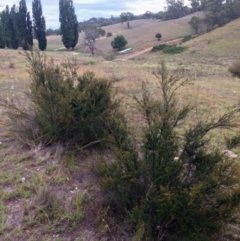 Kunzea ericoides (Burgan) at Burra, NSW - 10 Feb 2018 by alexwatt