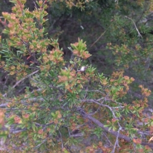 Kunzea ericoides at Burra, NSW - 10 Feb 2018