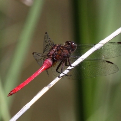 Orthetrum villosovittatum (Fiery Skimmer) at Uriarra Village, ACT - 17 Feb 2018 by HarveyPerkins