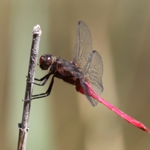 Orthetrum villosovittatum at Uriarra Village, ACT - 17 Feb 2018