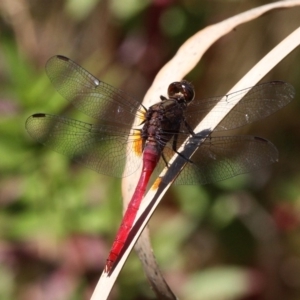 Orthetrum villosovittatum at Uriarra Village, ACT - 17 Feb 2018