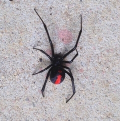 Latrodectus hasselti (Redback Spider) at Aranda, ACT - 22 Feb 2018 by KMcCue