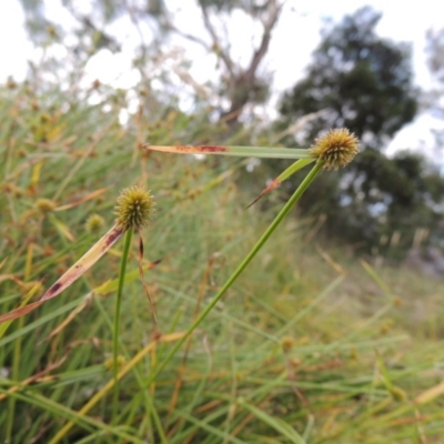 Cyperus sphaeroideus (Scented Sedge) at Tuggeranong Hill - 5 Feb 2018 by michaelb