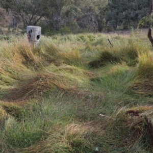 Cyperus sphaeroideus at Conder, ACT - 5 Feb 2018