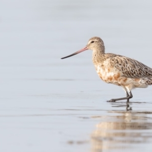 Limosa lapponica at Merimbula, NSW - 23 Feb 2018