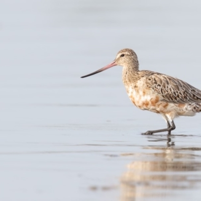 Limosa lapponica (Bar-tailed Godwit) at Merimbula, NSW - 23 Feb 2018 by Leo
