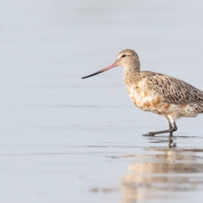 Limosa lapponica (Bar-tailed Godwit) at Merimbula, NSW - 22 Feb 2018 by Leo