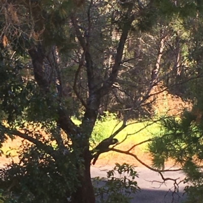 Zanda funerea (Yellow-tailed Black-Cockatoo) at Tathra, NSW - 15 Feb 2018 by Rhiannon