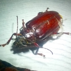 Paroplites australis (Banksia longhorn beetle) at Barragga Bay, NSW - 23 Feb 2018 by narelle